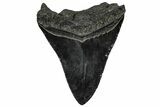 Serrated, Fossil Megalodon Tooth - South Carolina #328749-1